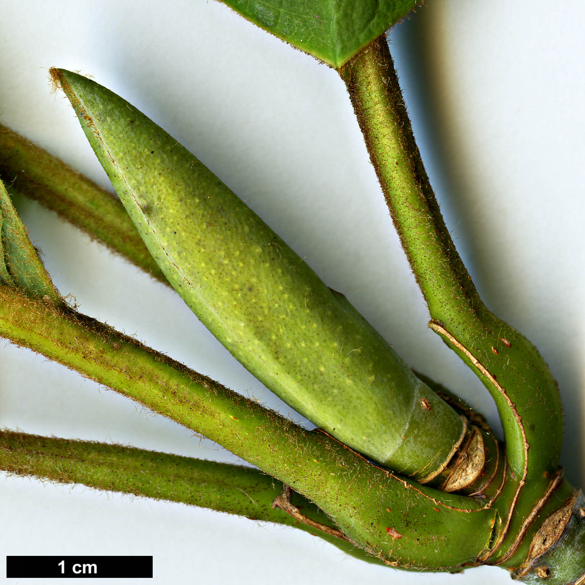 High resolution image: Family: Magnoliaceae - Genus: Magnolia - Taxon: rostrata